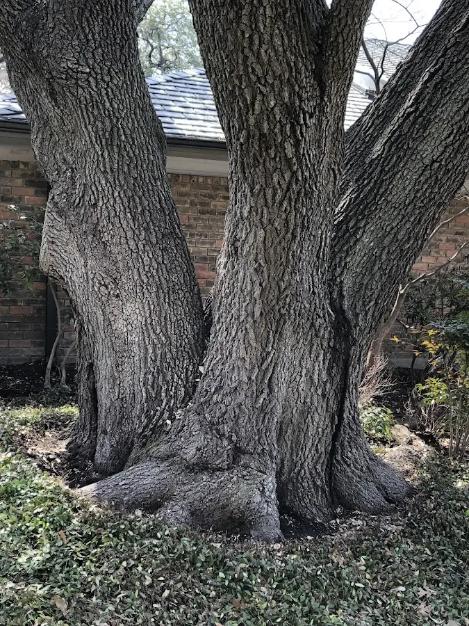 Mature heritage tree close to a Swan Lake property cared for by certified arborists