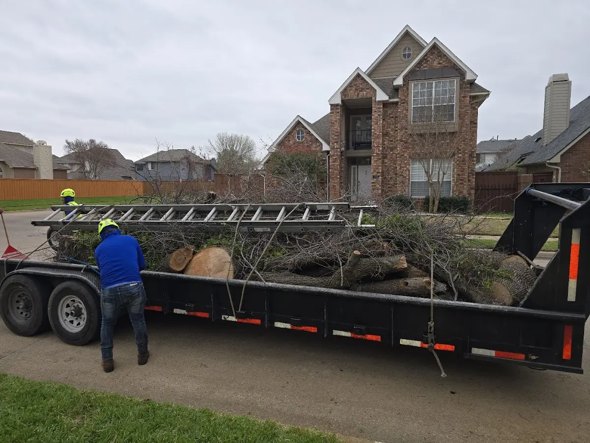 Expert Tree Pest Control with proper safety equipment in Swan Lake